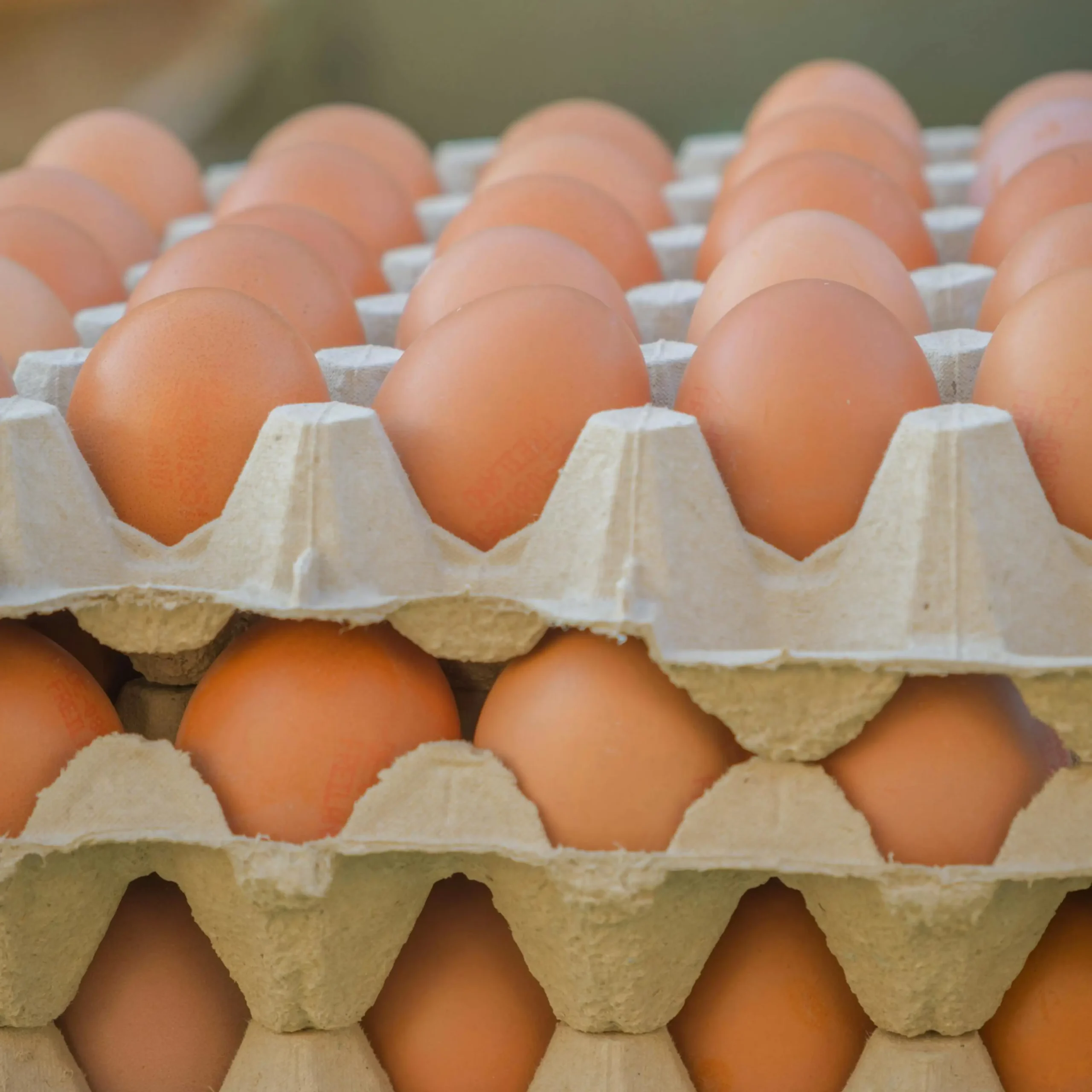 frozen chicken eggs frozen chicken eggs